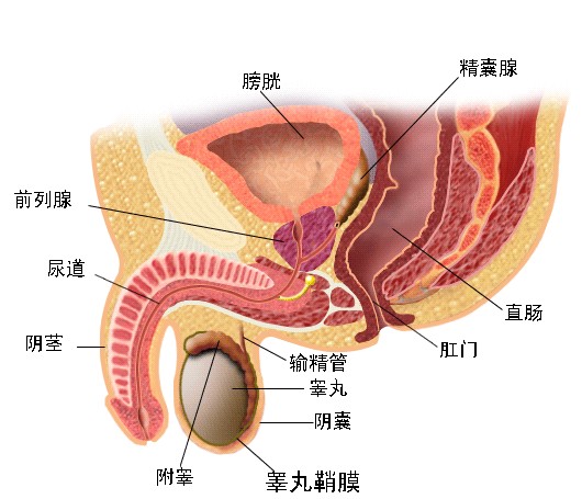 前列腺