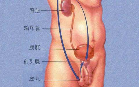 前列腺