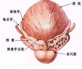 精囊器官图