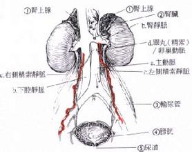 勃起障碍