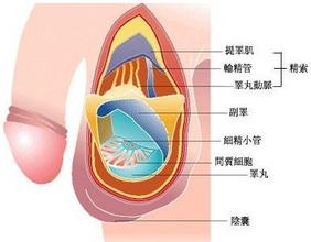 阳痿