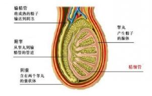 睾丸疼痛
