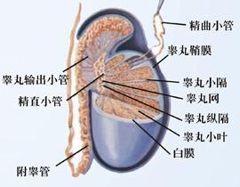 睾丸炎
